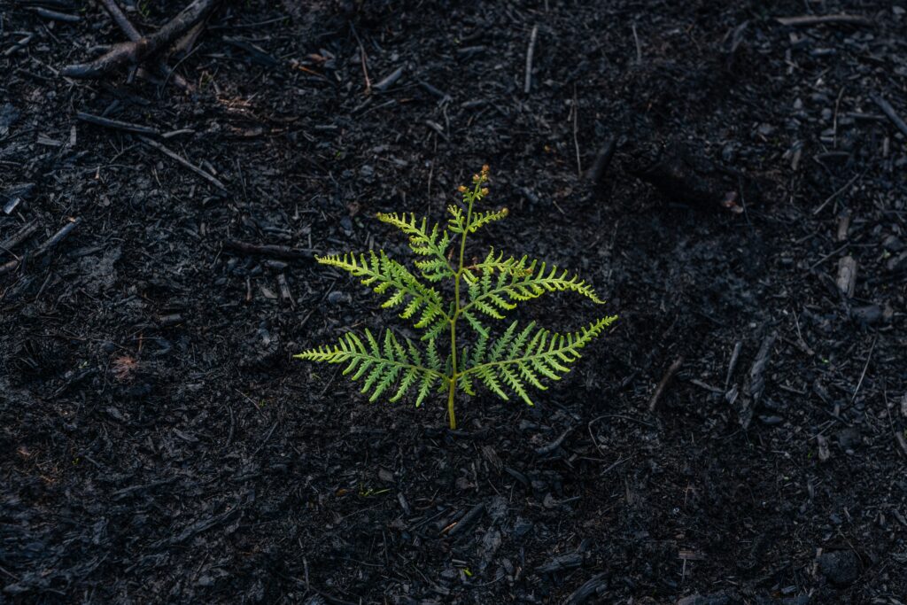 A single fern frond growing up through blackened, ash-covered ground, symbolizing recovery and new growth