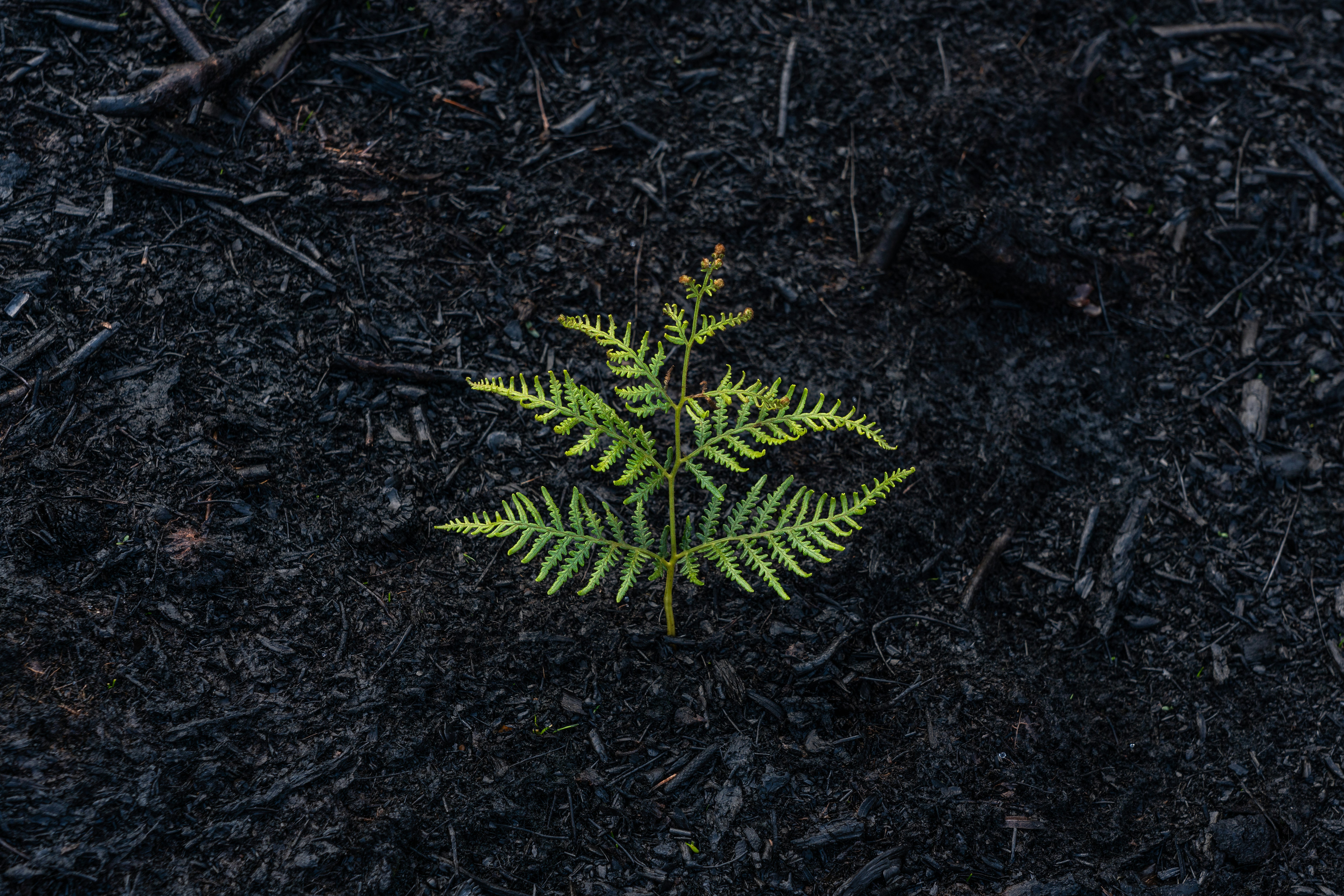 A single fern frond growing up through blackened, ash-covered ground, symbolizing recovery and new growth