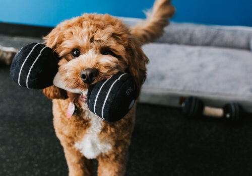OutWellness Puppy Picture Day
